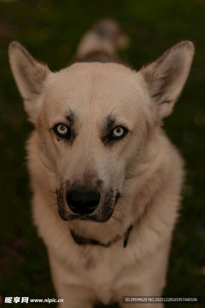 可爱浅棕小狗直视镜头