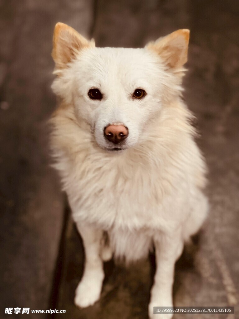 可爱白毛小狗乖巧端坐