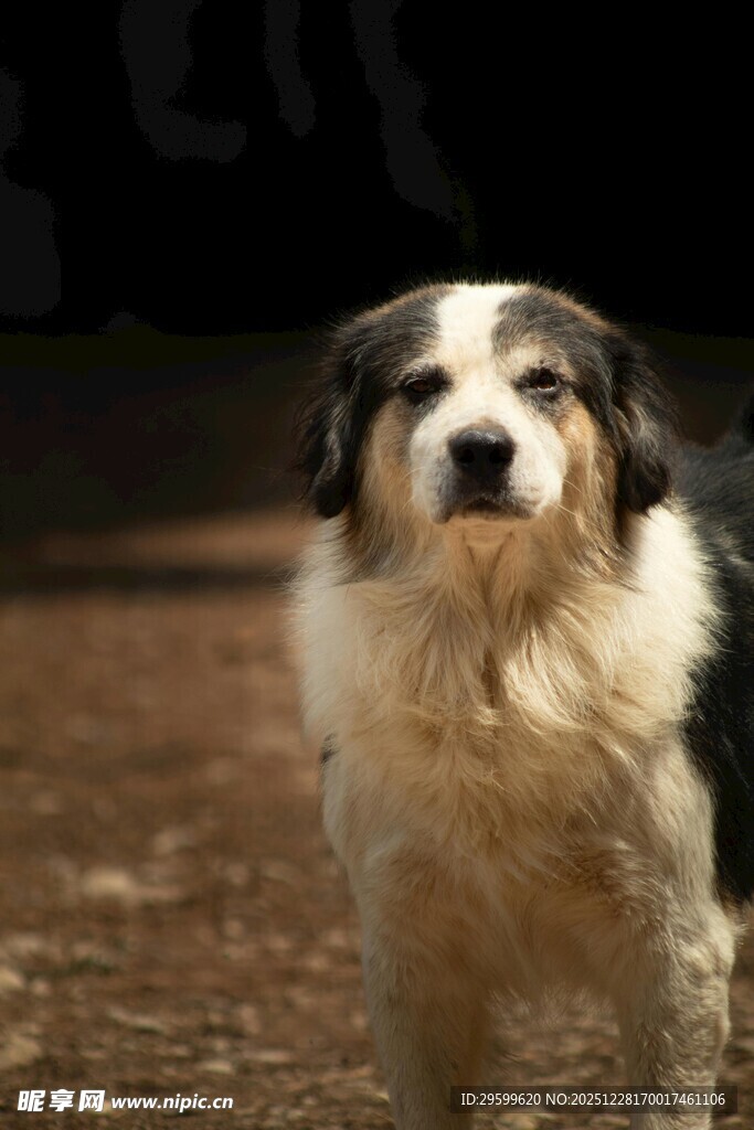 可爱三色犬站立凝视