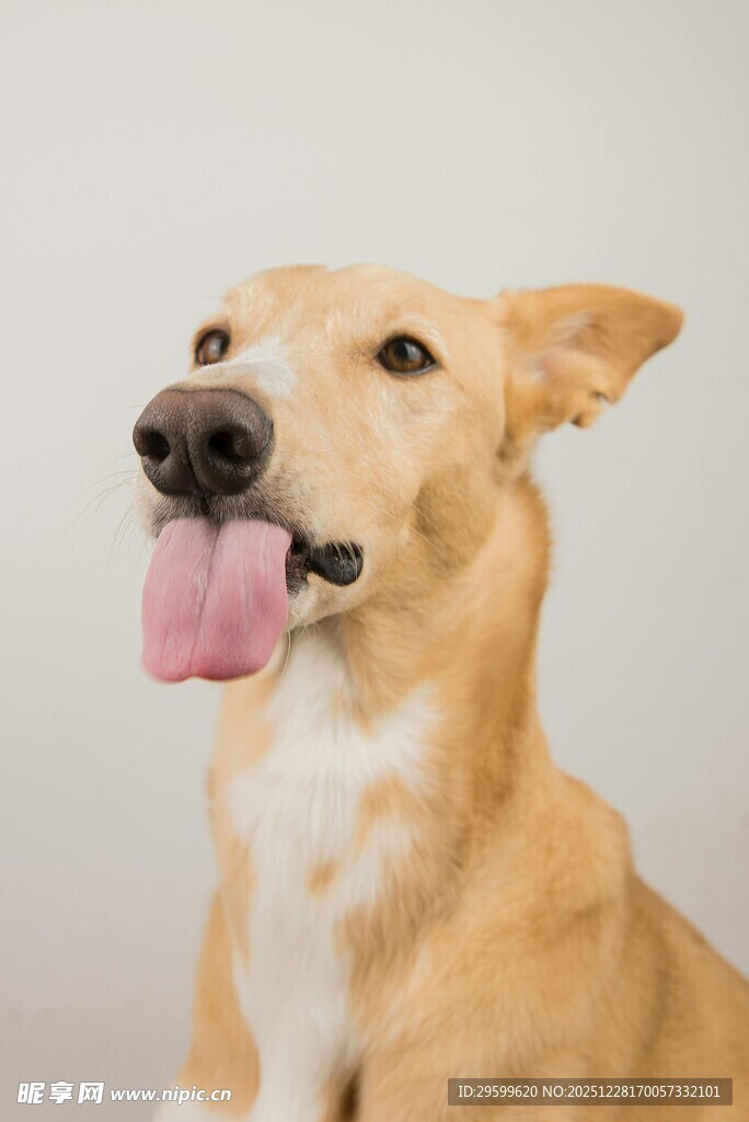 吐舌可爱狗狗