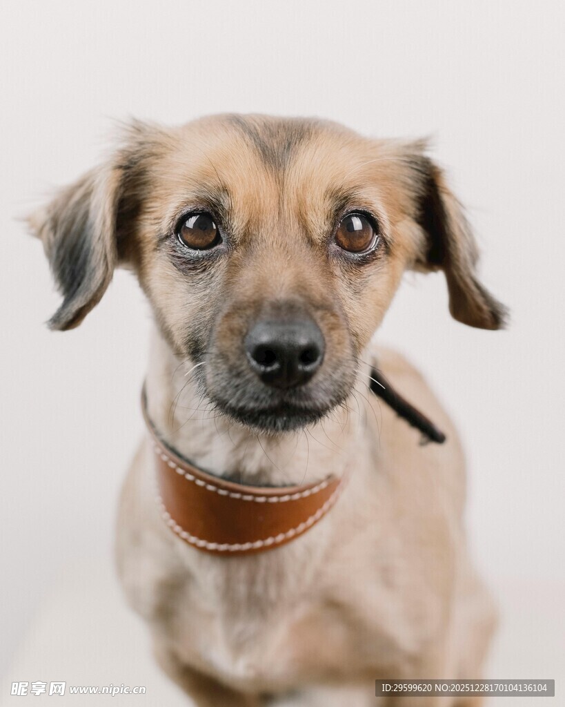 可爱小狗戴项圈特写