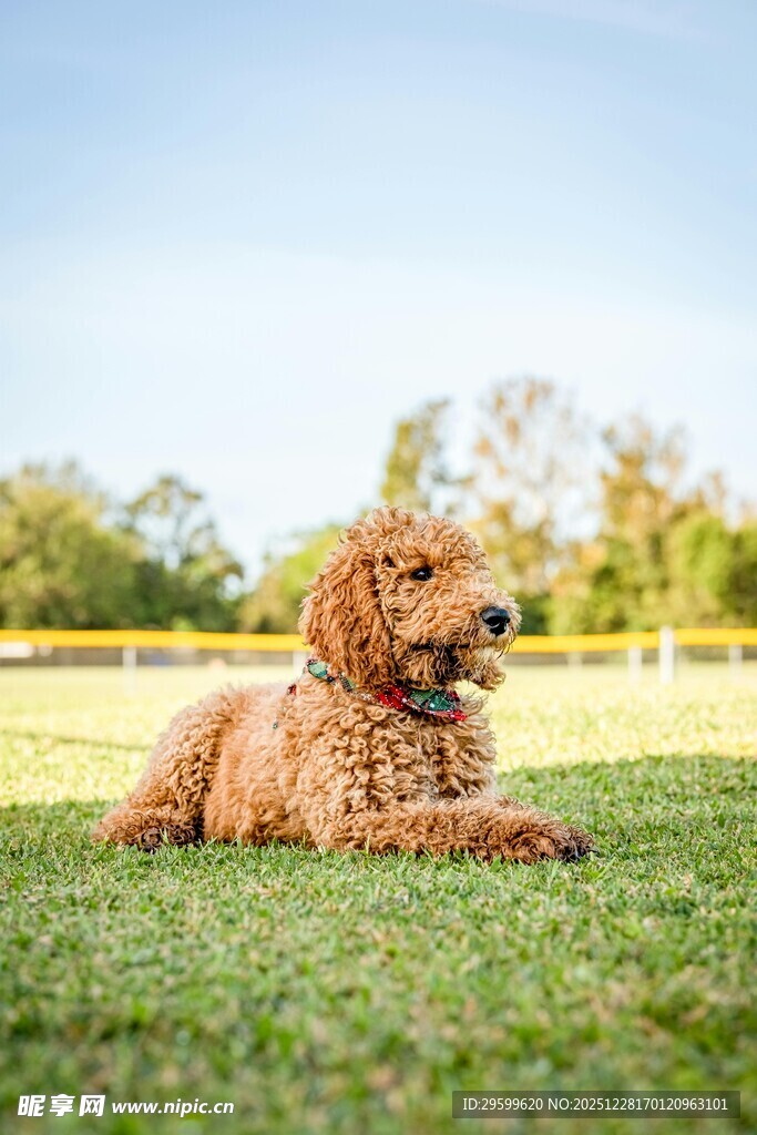 草地上的棕色可爱卷毛犬