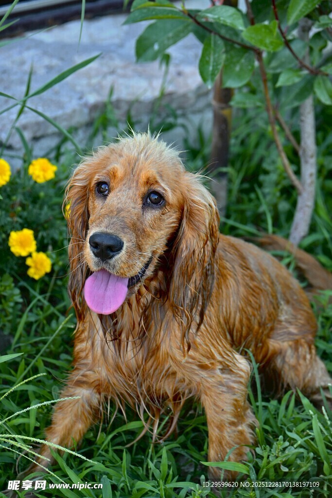 棕色小狗惬意趴于草地