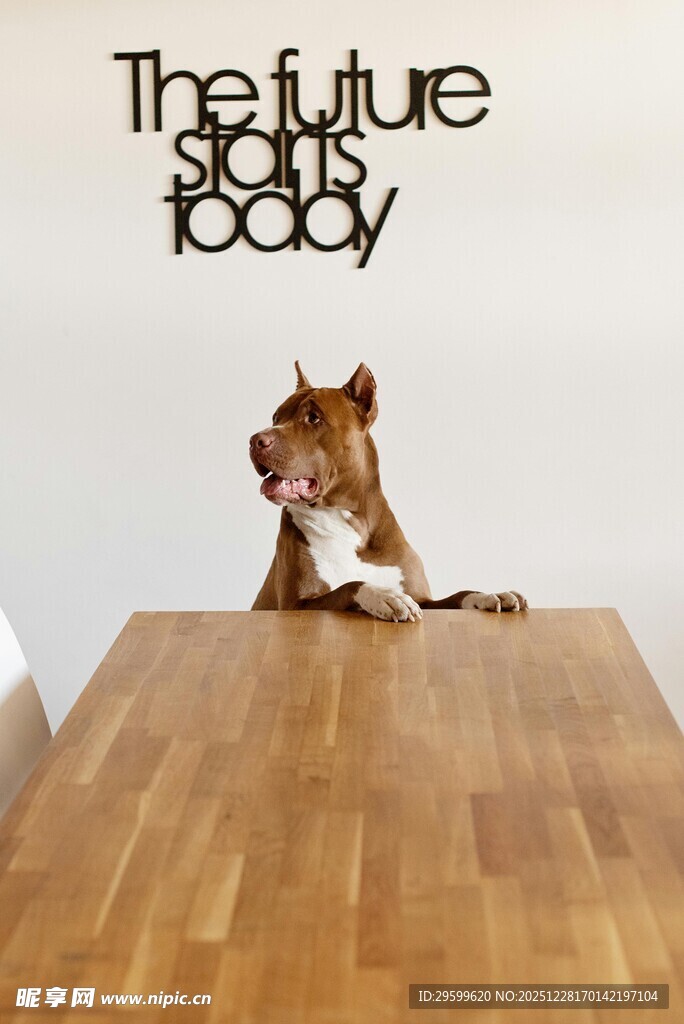 好奇狗狗眺望未来标语