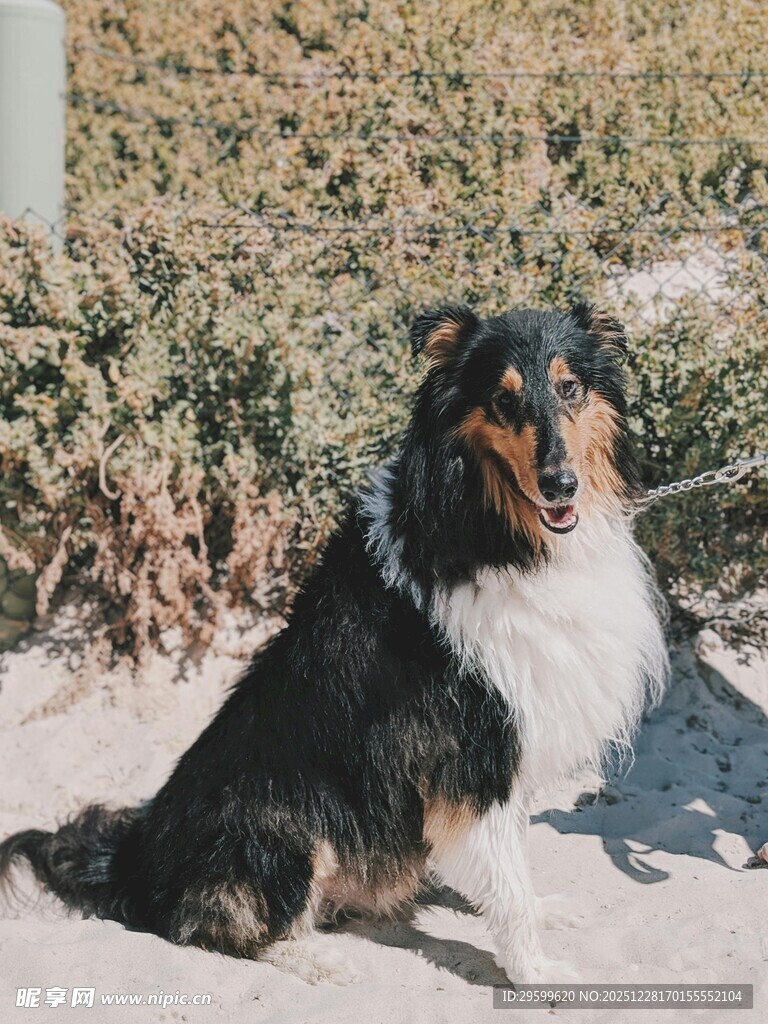 三色边牧坐于户外