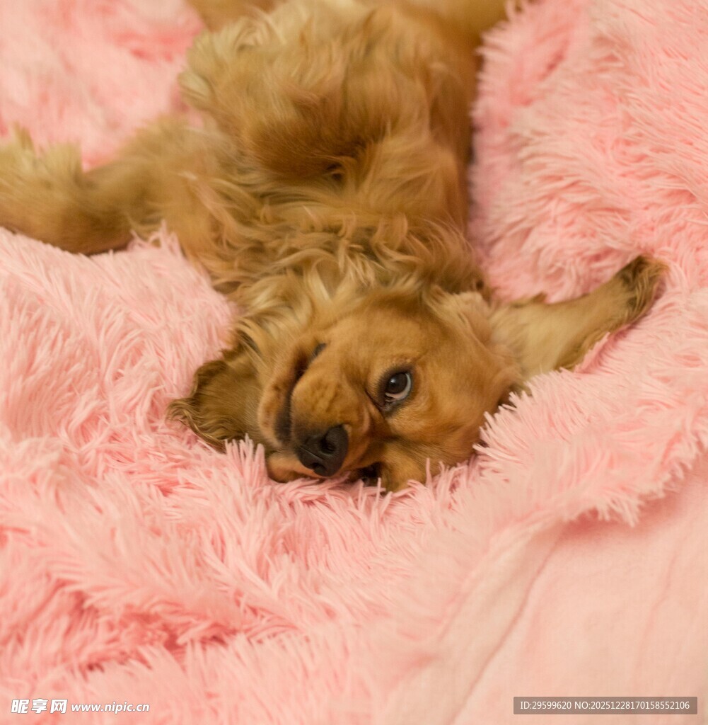小狗惬意躺粉色毛毯上