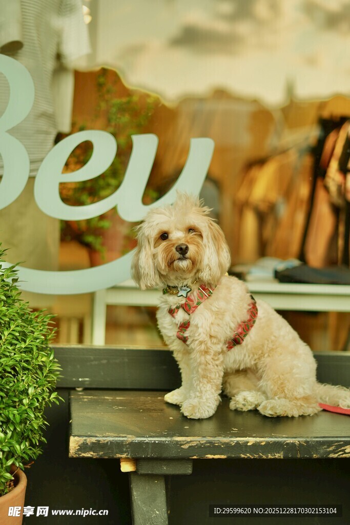 可爱小狗坐于店铺前
