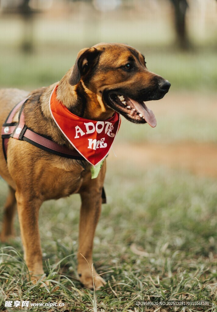 戴红巾的快乐狗狗