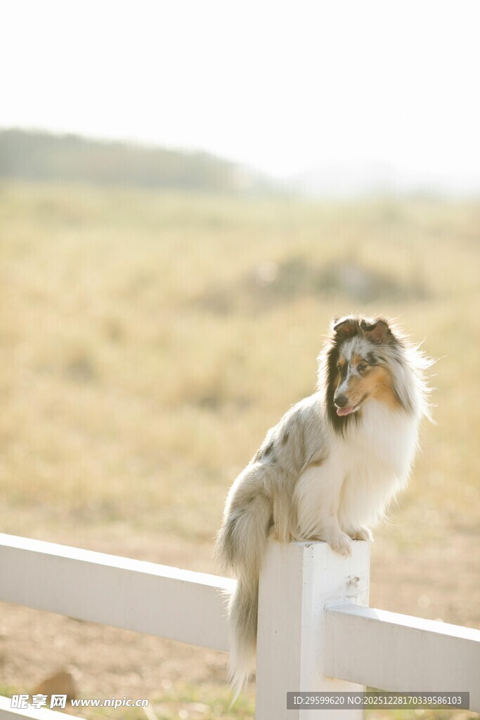 猫咪优雅蹲坐白色围栏上