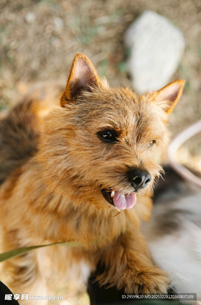 可爱棕色小狗惬意趴卧