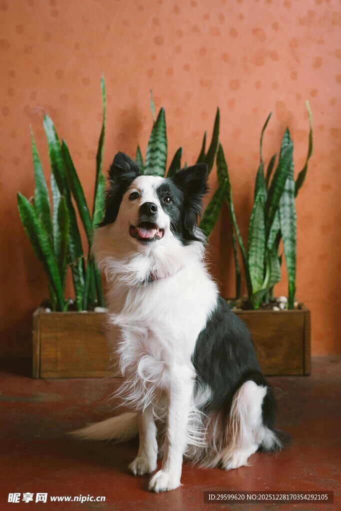 黑白边牧坐于绿植前