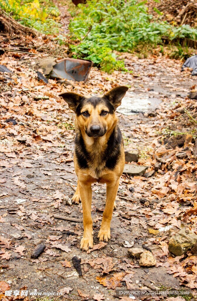 林间小路上的可爱狗狗