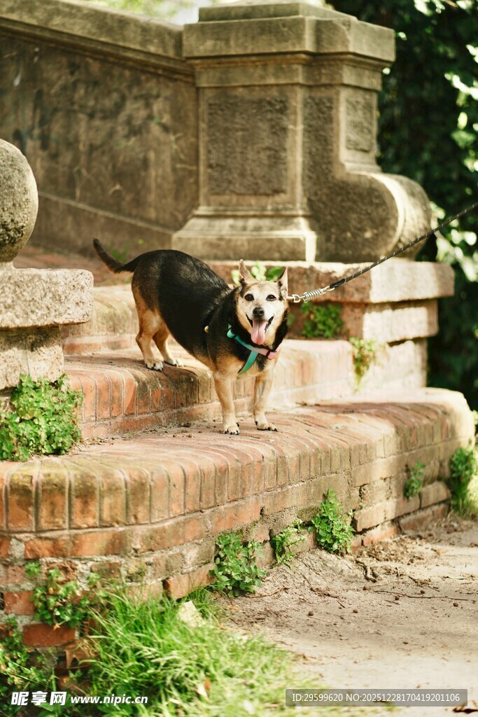 小狗在石阶上玩耍