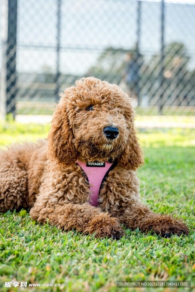 棕色泰迪犬惬意趴草地