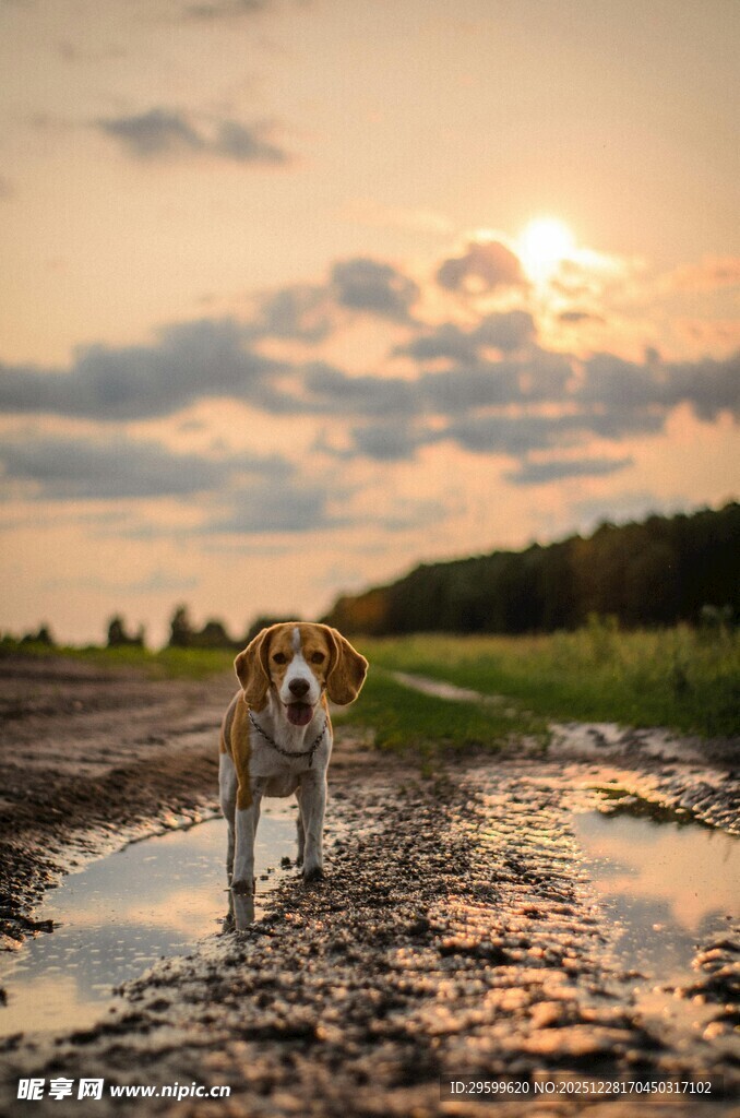 夕阳下漫步泥路的小狗