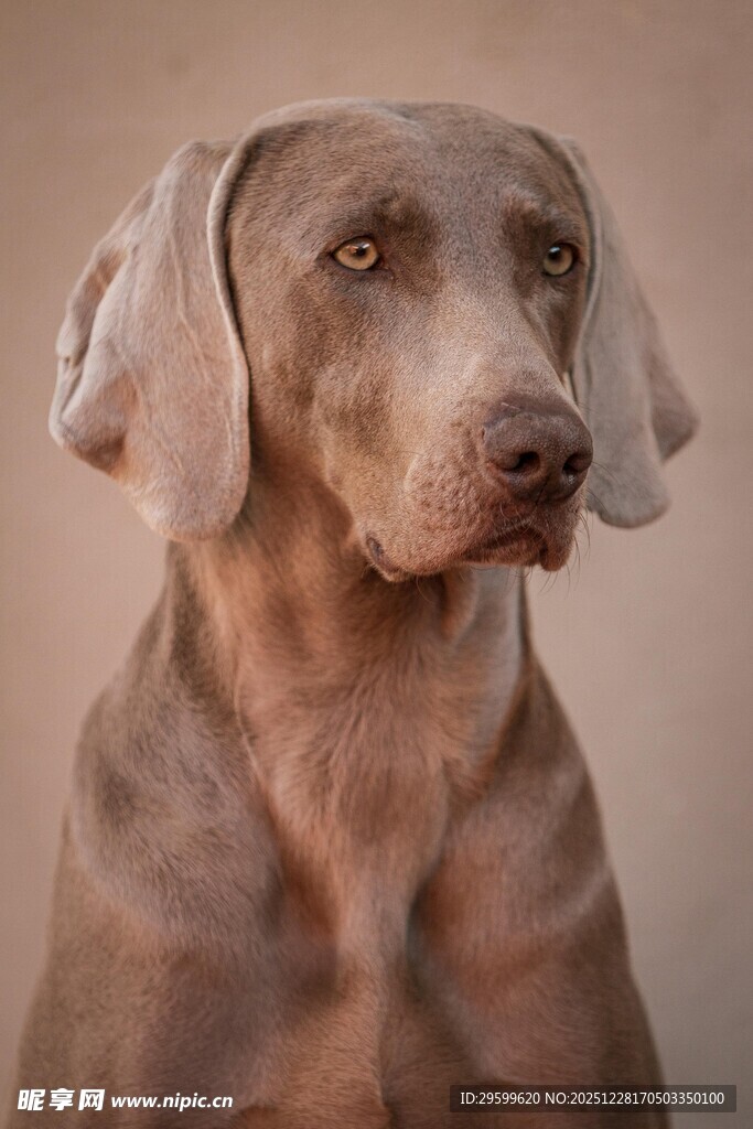 优雅威玛猎犬特写