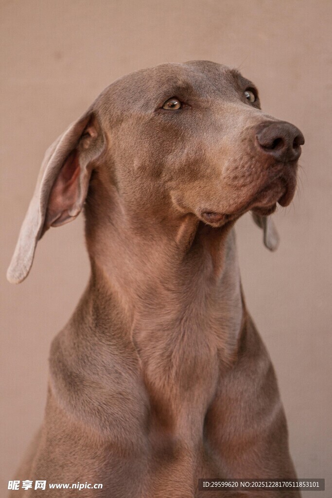 优雅威玛猎犬特写