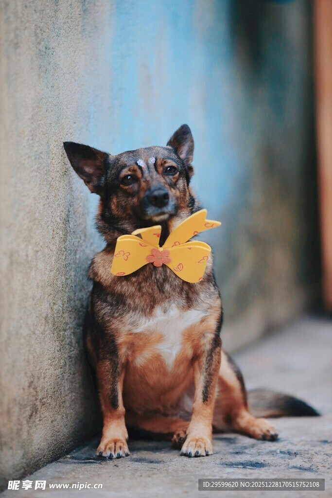 戴领结的可爱小狗