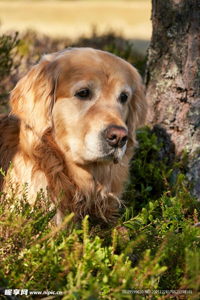 树下休憩的金毛犬