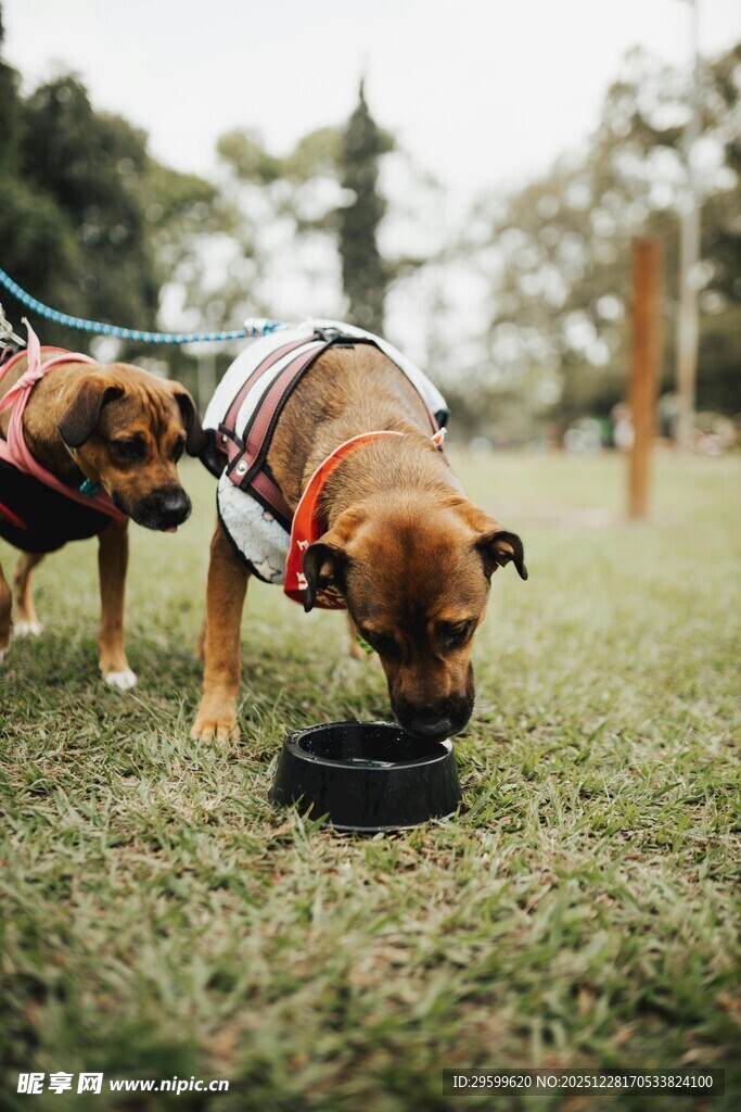 两只萌犬草地嗅闻飞盘