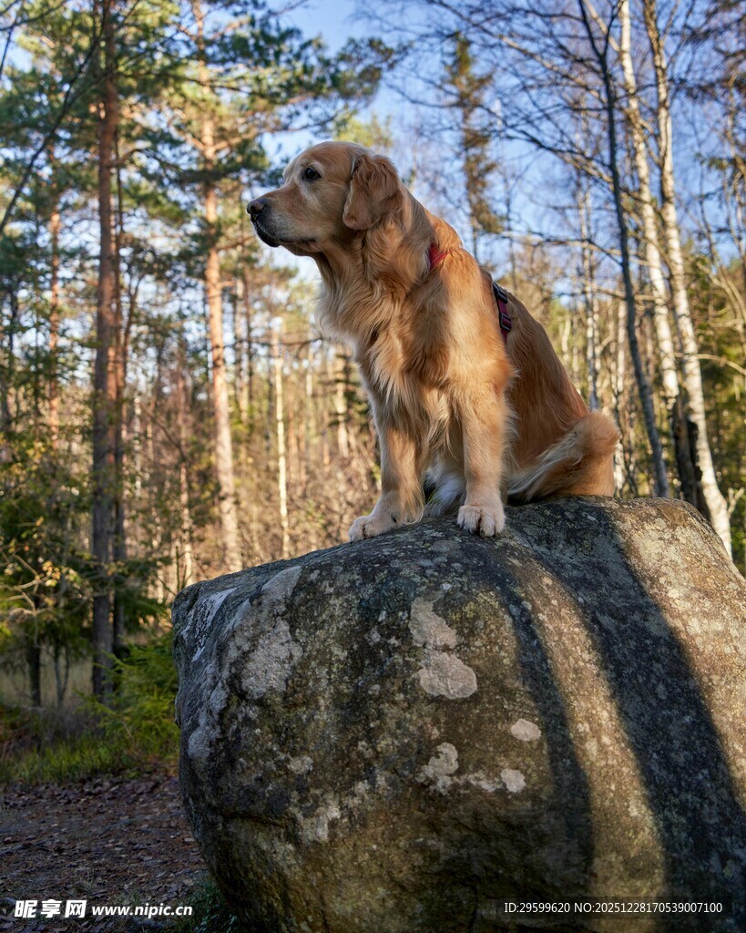 岩石上的金毛犬