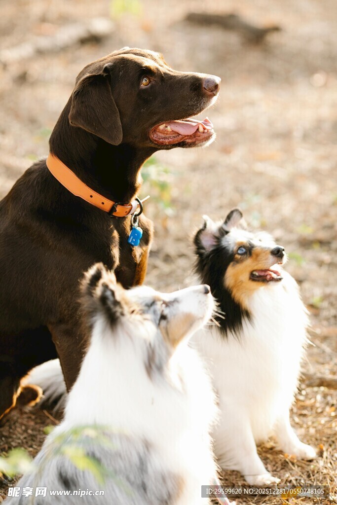 三只萌犬在户外惬意相伴