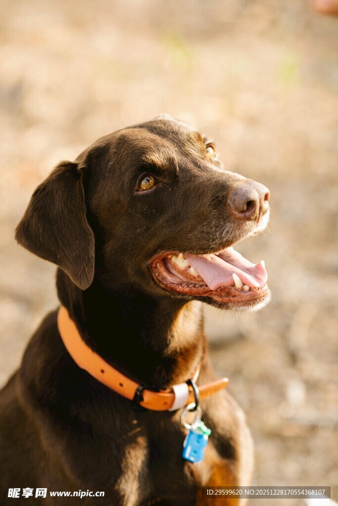 可爱黑狗戴项圈露笑容