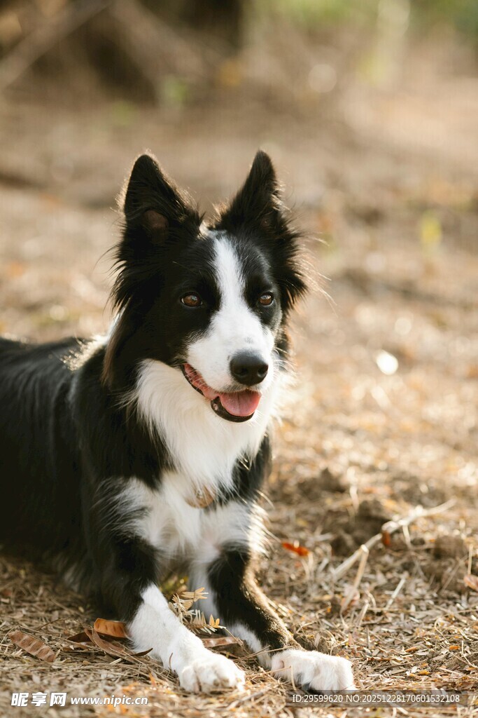 趴着的黑白边境牧羊犬