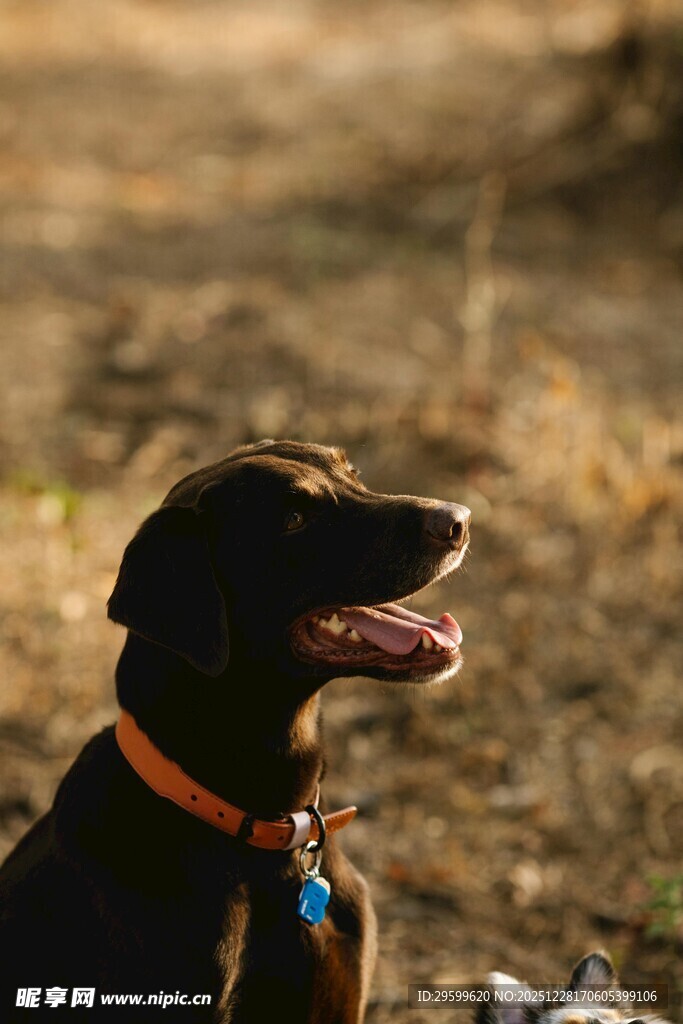 阳光下的可爱黑狗
