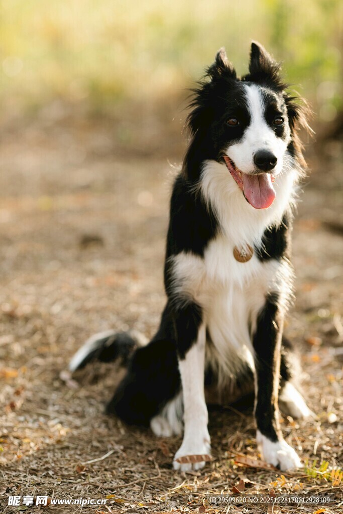 可爱边牧坐于户外