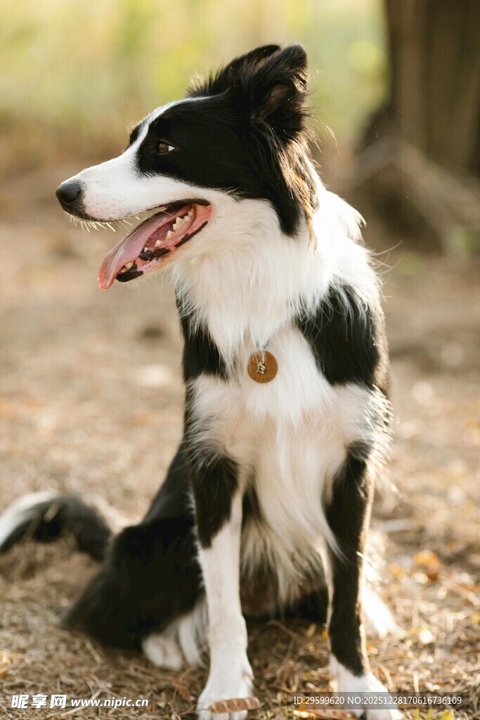 黑白边牧坐于户外