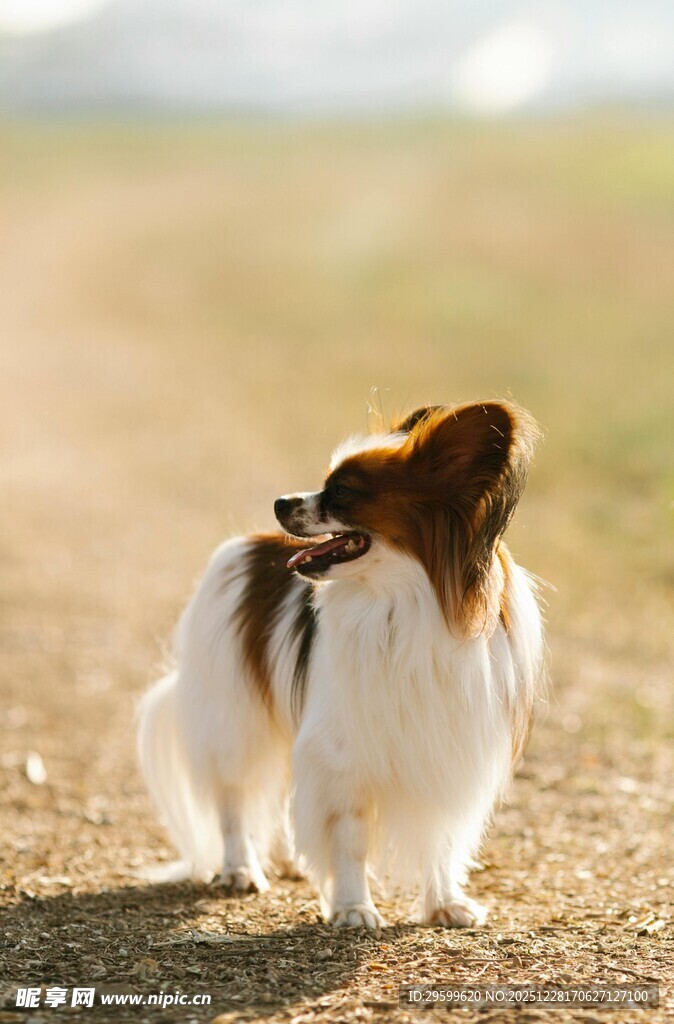 可爱蝴蝶犬在户外漫步