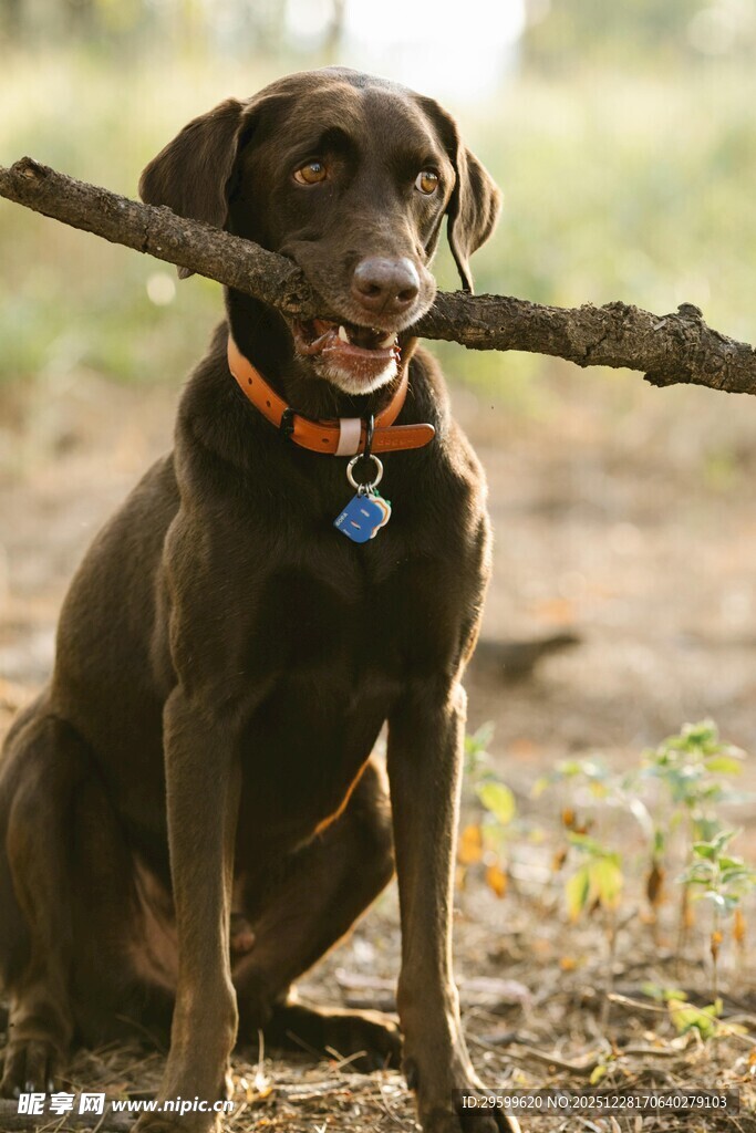 叼着木棍的快乐巧克力色狗狗