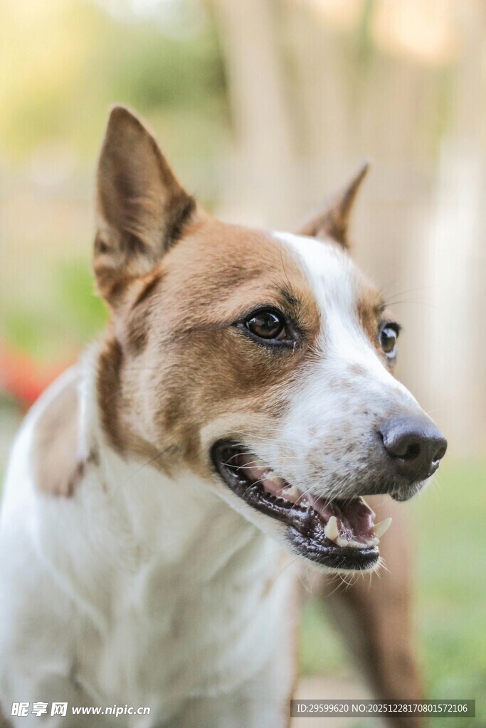 可爱棕白相间小狗露齿笑