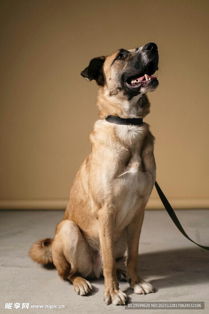 坐着的可爱混种犬