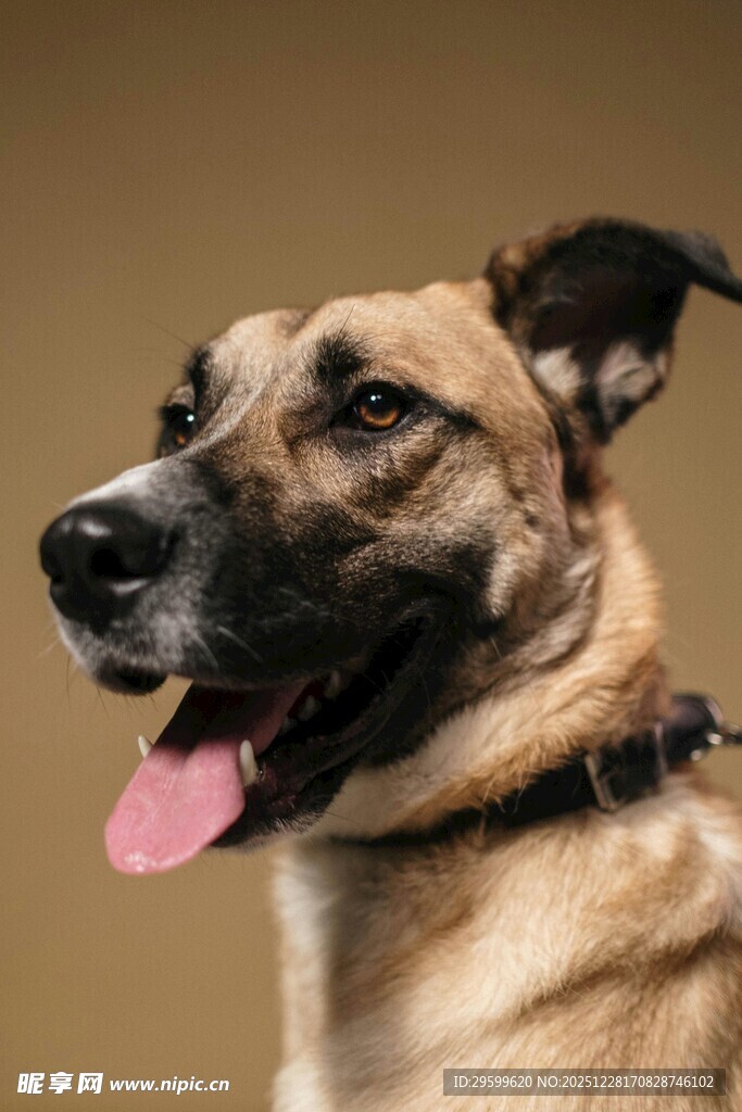 可爱狗狗吐舌表情特写