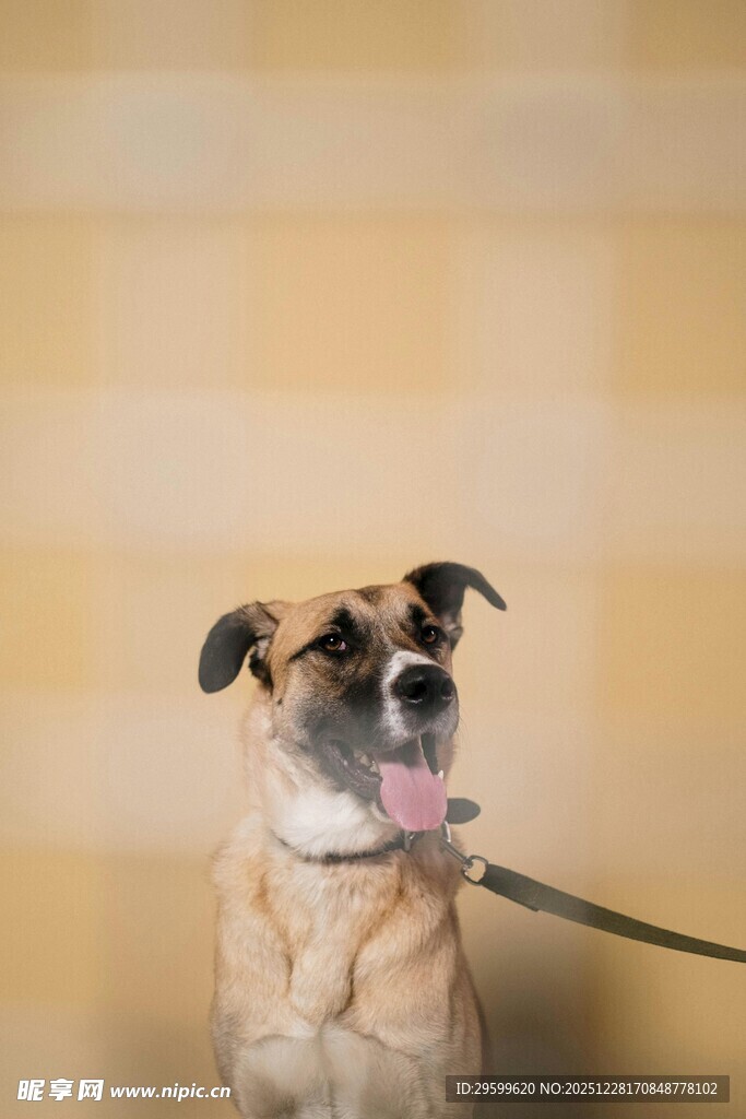 拴绳小狗吐舌卖萌