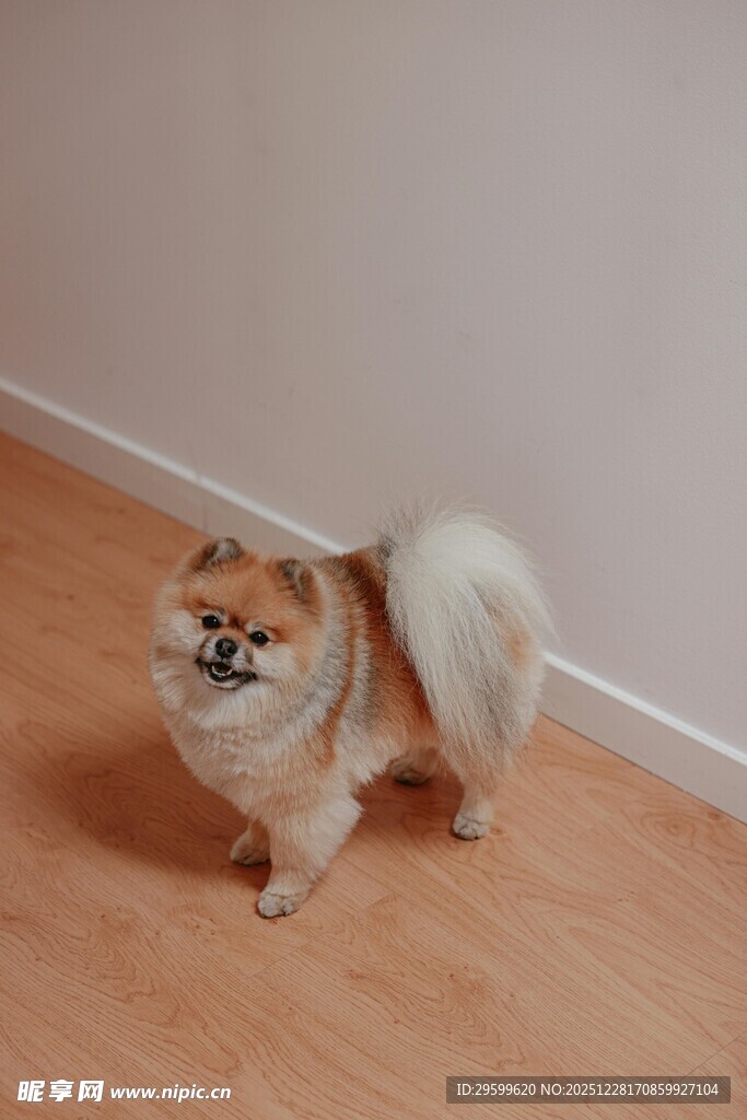 可爱博美犬站立木地板上