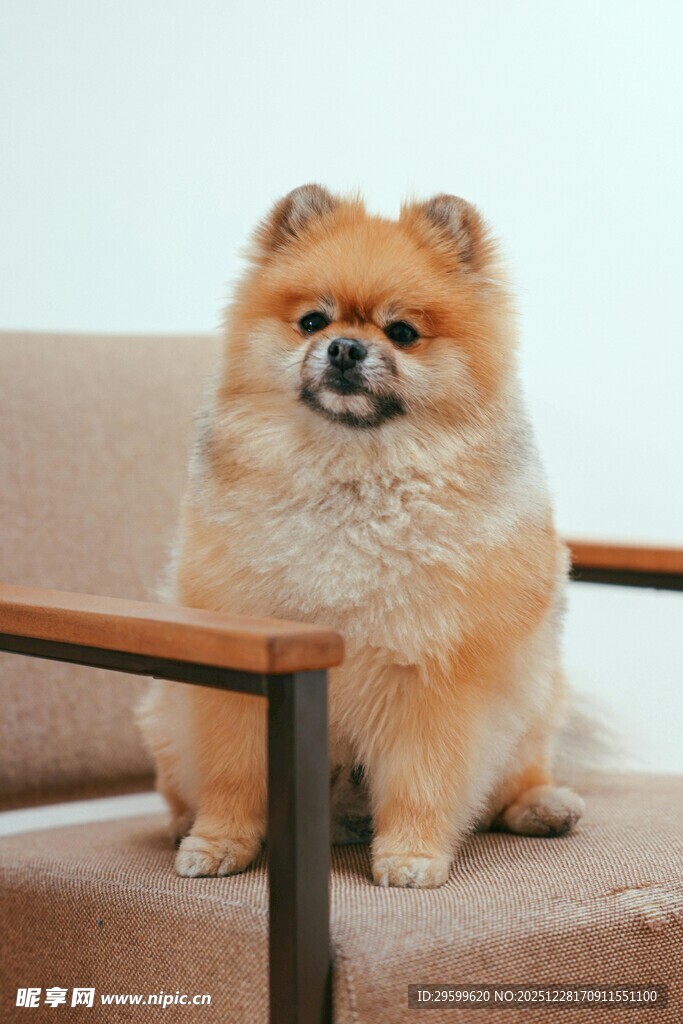 可爱博美犬端坐沙发