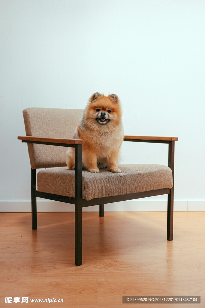 可爱博美犬安坐扶手椅上