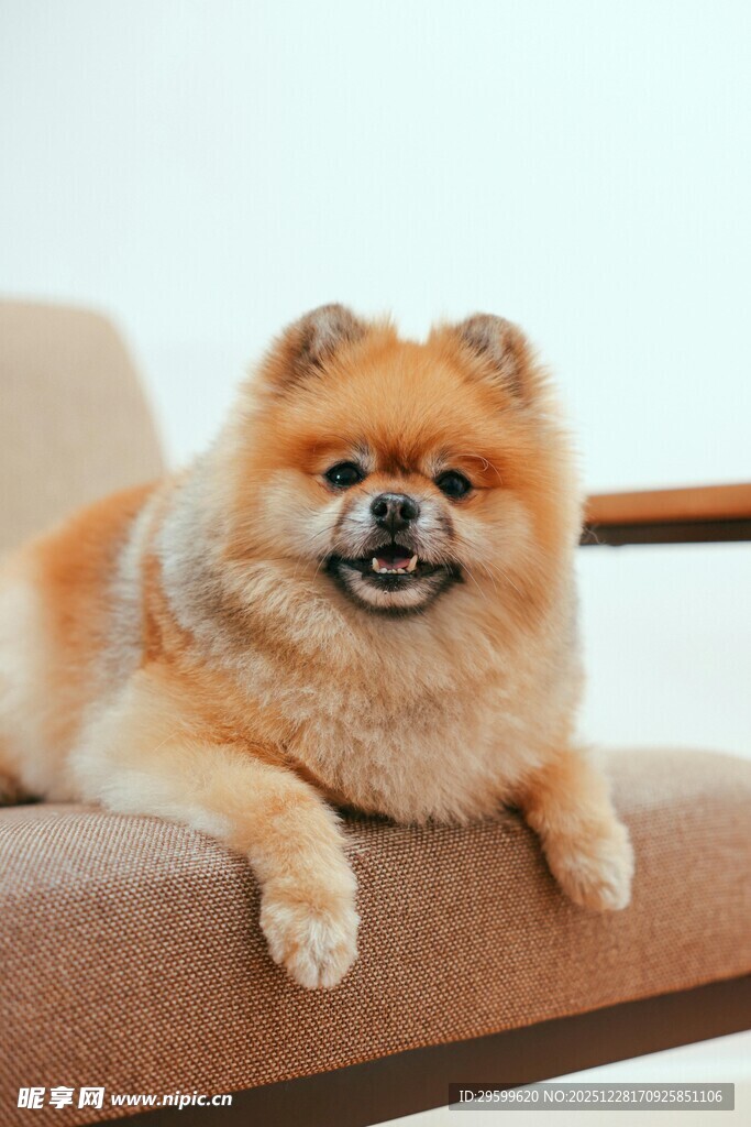 趴沙发的可爱博美犬