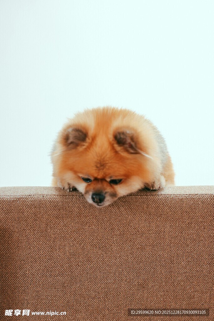 趴着的可爱博美犬