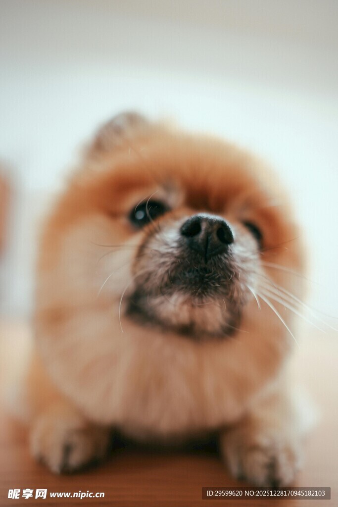 可爱博美犬趴卧瞬间