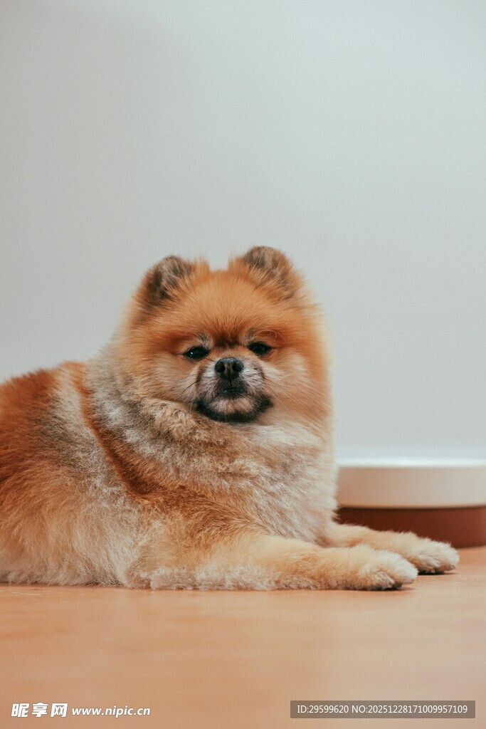 可爱博美犬趴地休憩