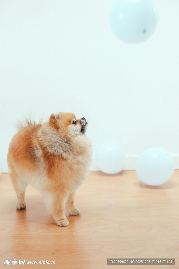 小狗仰头望气球