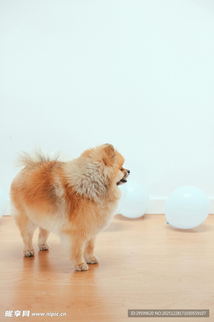 可爱博美犬站立木地板上