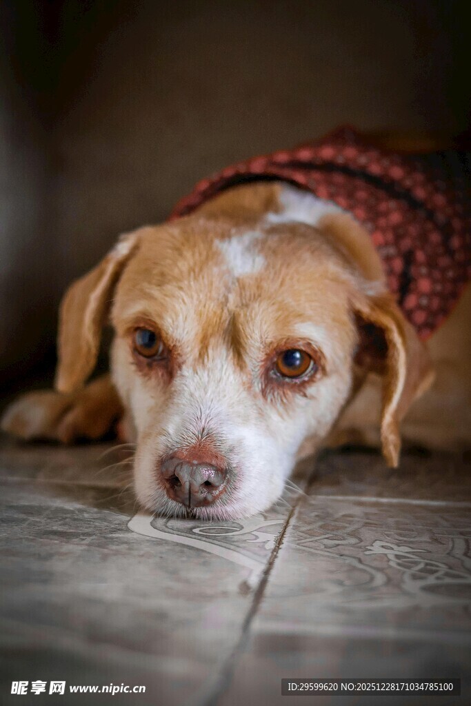 趴着的可爱狗狗