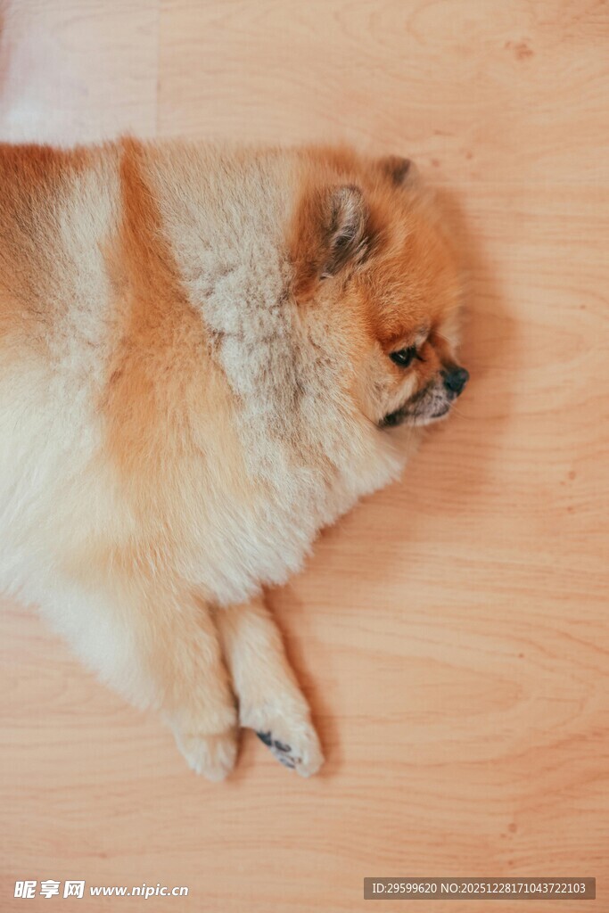 趴着的可爱博美犬