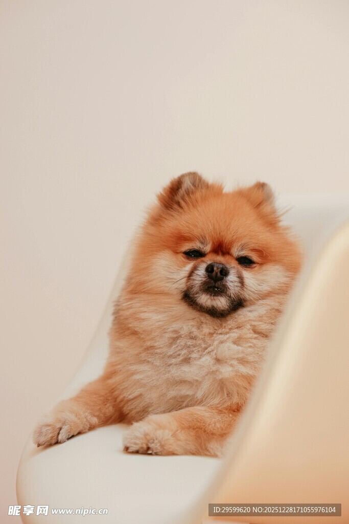 可爱博美犬惬意躺沙发