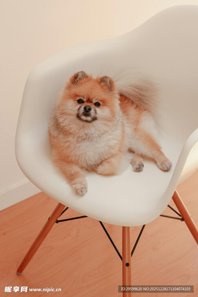 博美犬惬意躺白色椅子上